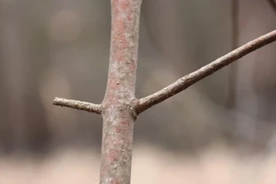 插枝總黑杆？試試這個玫瑰花繁殖方法，長根快成活率高