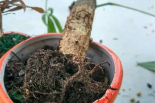 別急著扔腐根的發財樹，園藝師教你4招，簡單處理就「活過來」