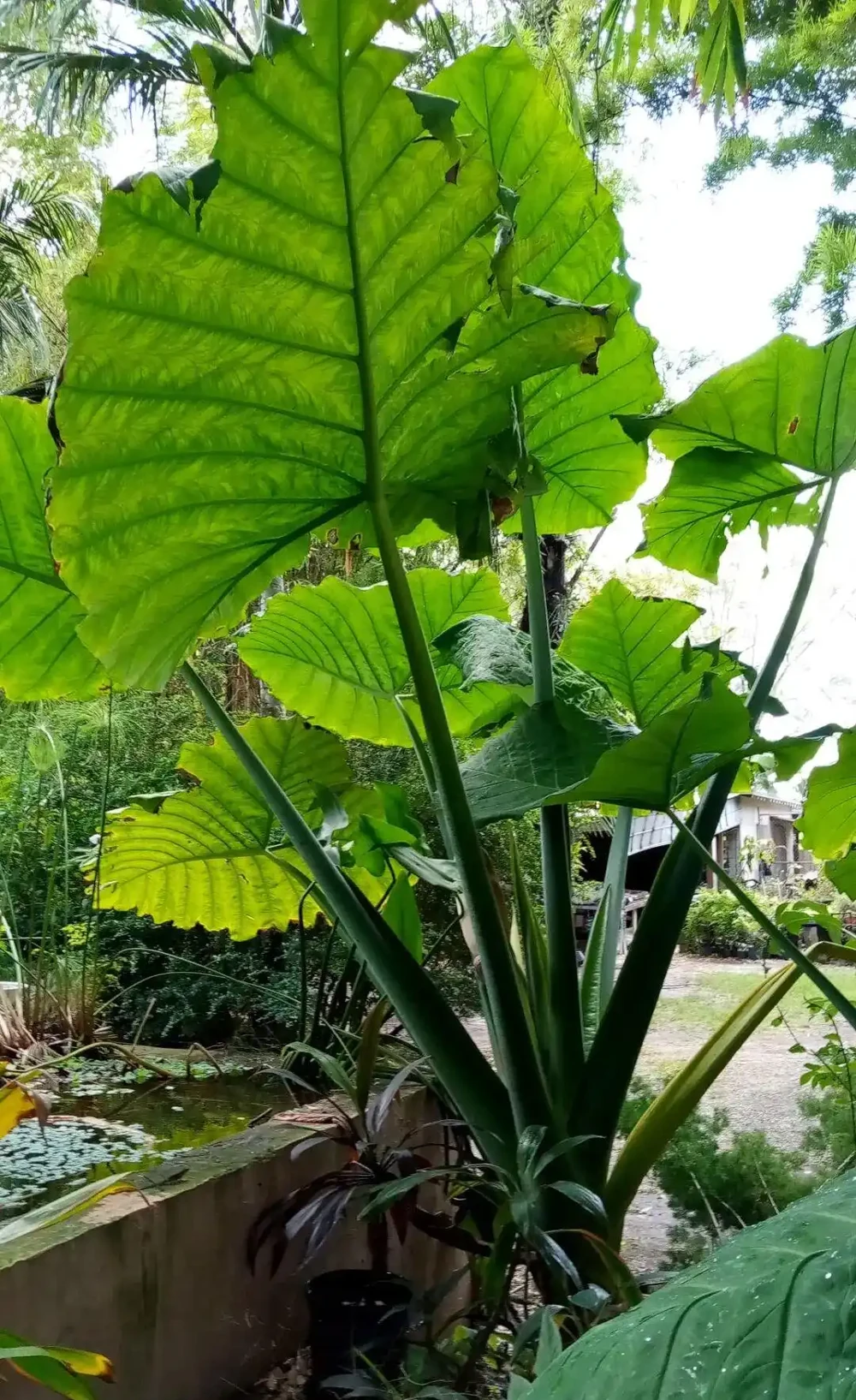 可食花園裡的巨型「象耳芋」