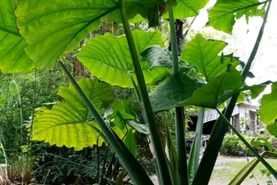可食花園裡的巨型「象耳芋」