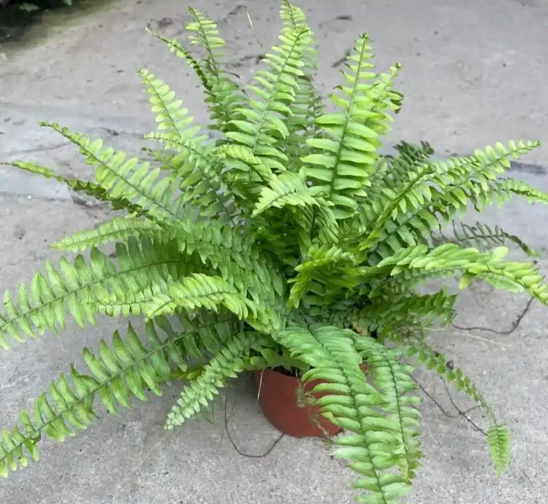 波士頓蕨葉子焦枯像乾草?溼度不夠惹的禍,坐水盆裡養,綠瀑布垂下來