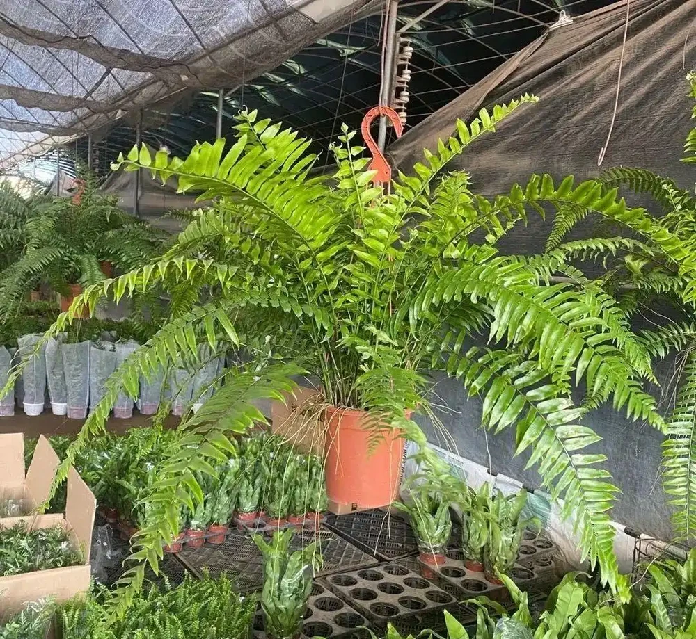 波士頓蕨葉子焦枯像乾草?溼度不夠惹的禍,坐水盆裡養,綠瀑布垂下來