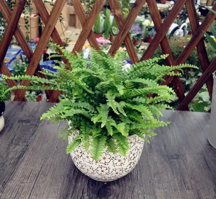 波士頓蕨葉子焦枯像乾草?溼度不夠惹的禍,坐水盆裡養,綠瀑布垂下來