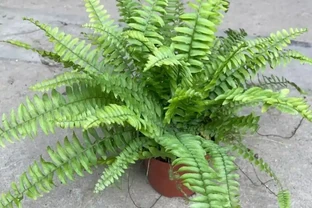 波士頓蕨葉子焦枯像乾草？溼度不夠惹的禍，坐水盆裡養，綠瀑布垂下來