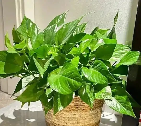 別再養普通黃金葛！這7款「瘋長狂魔」，一盆爆十盆，家裡四季綠油油