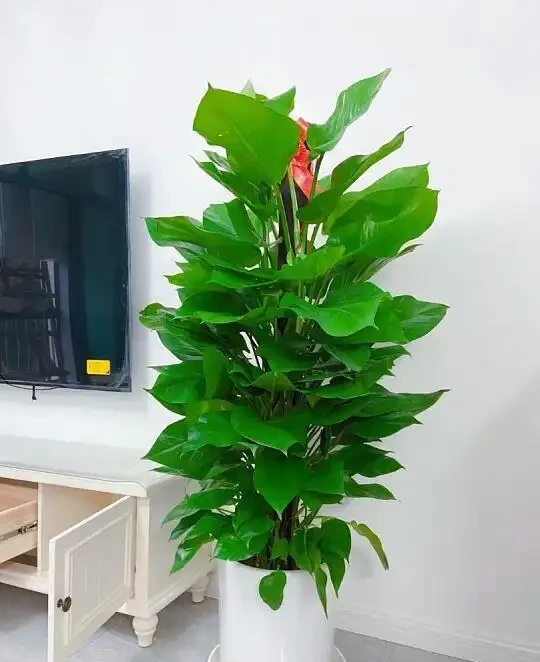 別再養普通黃金葛！這7款「瘋長狂魔」，一盆爆十盆，家裡四季綠油油