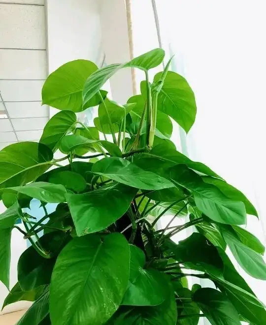 別再養普通黃金葛！這7款「瘋長狂魔」，一盆爆十盆，家裡四季綠油油