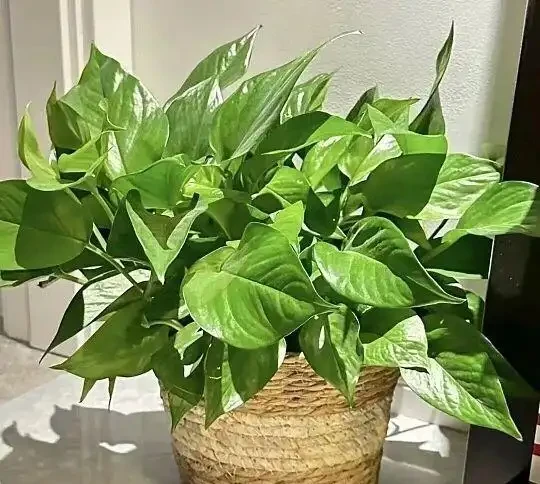 別再養普通黃金葛！這7款「瘋長狂魔」，一盆爆十盆，家裡四季綠油油