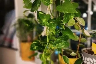 別再養普通黃金葛！這7款「瘋長狂魔」，一盆爆十盆，家裡四季綠油油