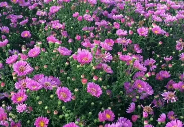 我從年年補苗到三年不買花，全靠這8種耐寒花，冬天照樣開，北方小院封神了
