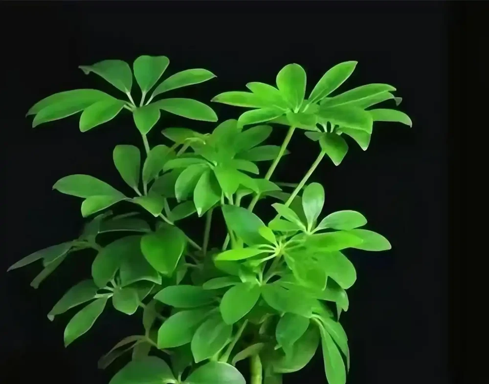 鴨腳木養不好？別急著扔！改掉這3個習慣，黃葉掉葉全消失，30天滿盆