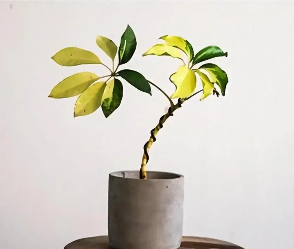 鴨腳木養不好？別急著扔！改掉這3個習慣，黃葉掉葉全消失，30天滿盆