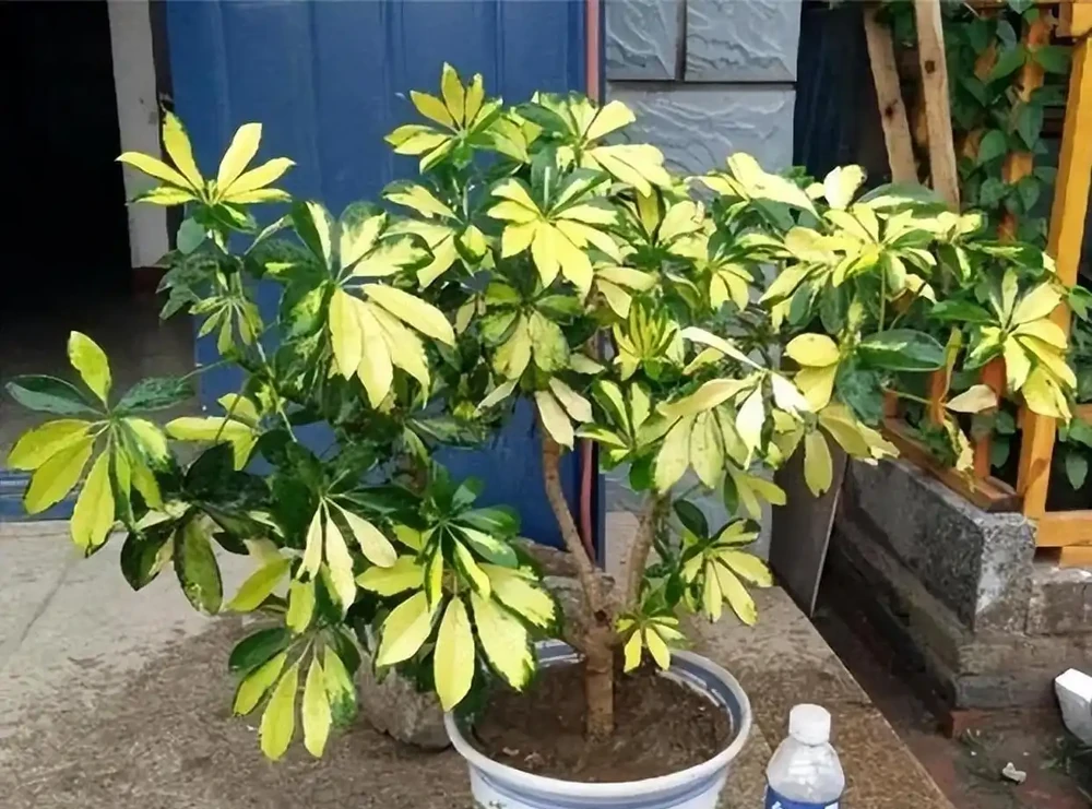 鴨腳木養不好？別急著扔！改掉這3個習慣，黃葉掉葉全消失，30天滿盆