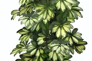 鴨腳木養不好？別急著扔！改掉這3個習慣，黃葉掉葉全消失，30天滿盆