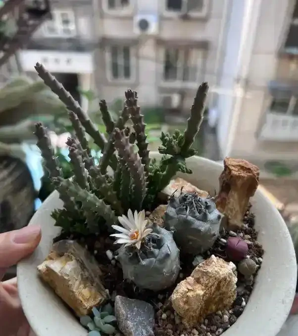 養仙人掌球不吉利？不適合家裡養？是否不吉利？你怎麼看？