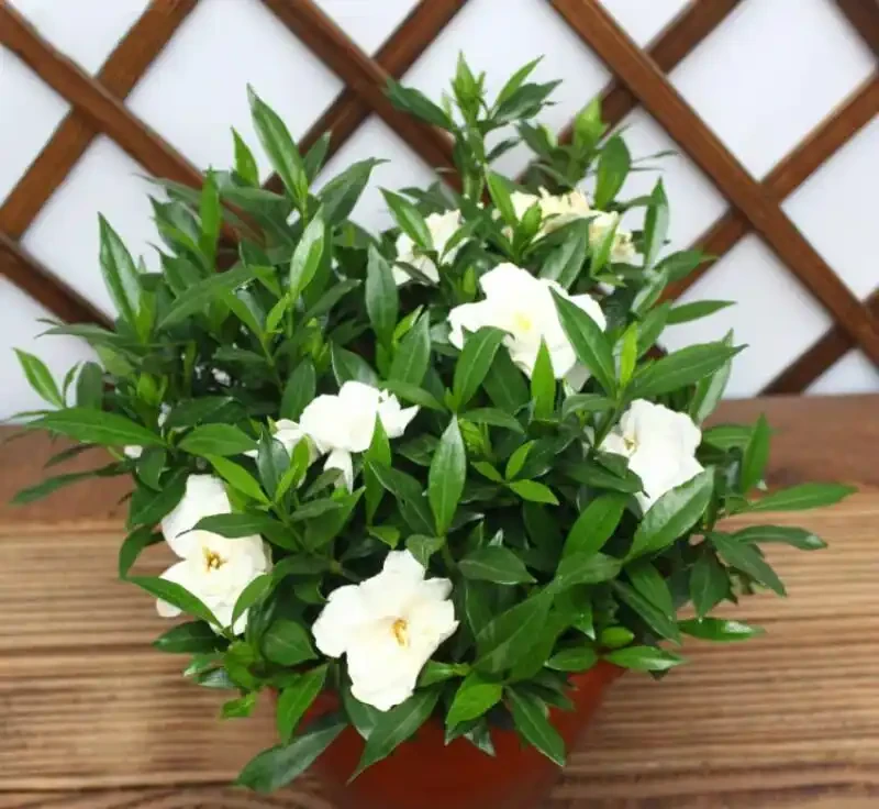 梔子花黃葉掉苞是「水土不服」?澆點「硫酸亞鐵」,白花撐滿枝