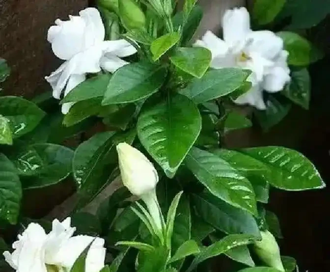 5種花一沾酒就瘋長!30天一次,葉子油光鋥亮,旺盛一整年!