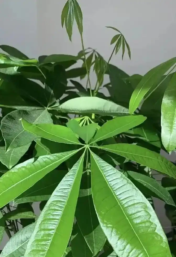 5種花一沾酒就瘋長!30天一次,葉子油光鋥亮,旺盛一整年!