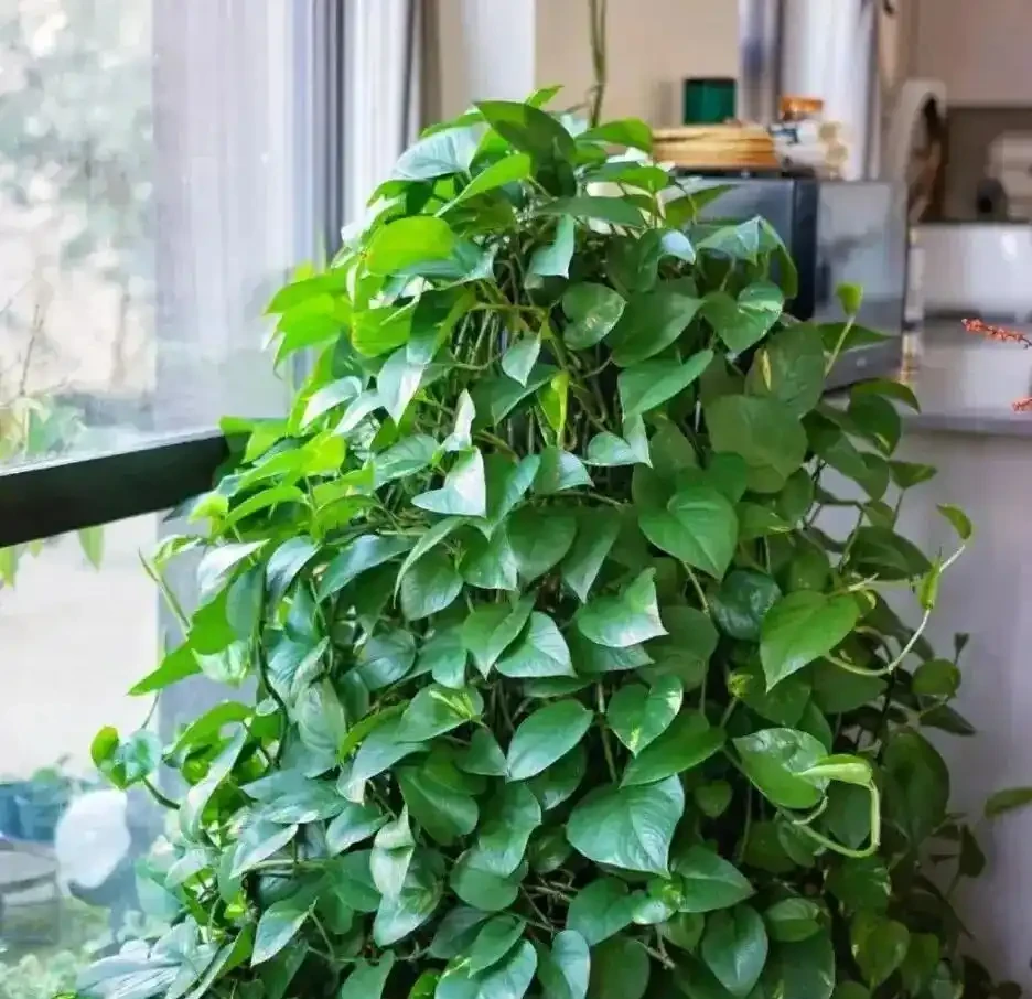 5種花一沾酒就瘋長!30天一次,葉子油光鋥亮,旺盛一整年!