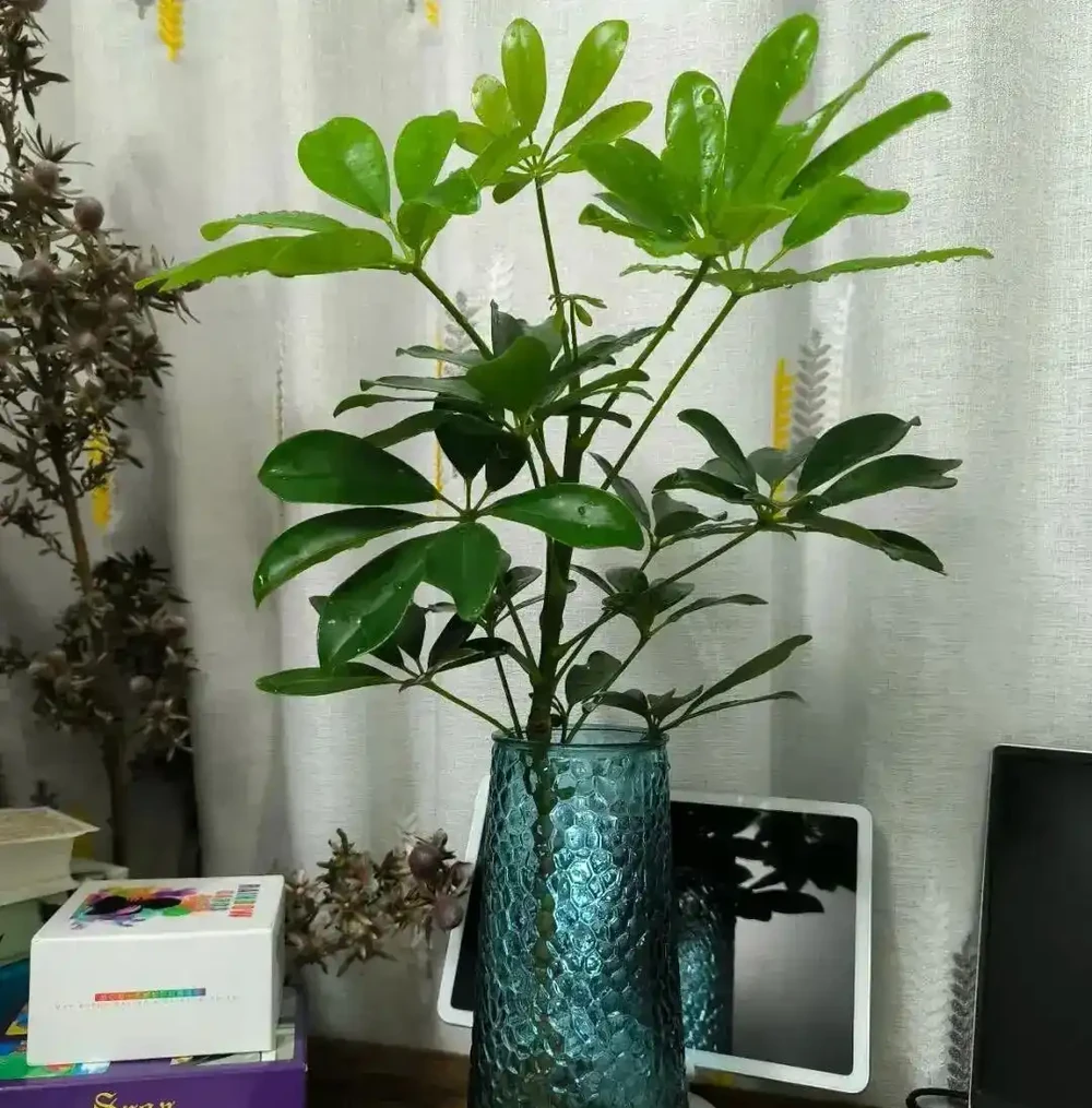 5種花一沾酒就瘋長!30天一次,葉子油光鋥亮,旺盛一整年!