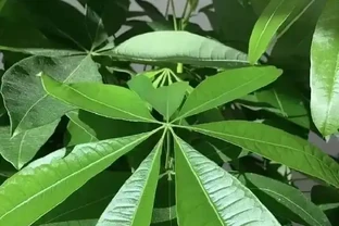 5種花一沾酒就瘋長！30天一次，葉子油光鋥亮，旺盛一整年！