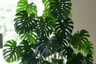 別再傻傻澆水了！龜背芋養成「老樁」的秘訣，全在這4個細節裡