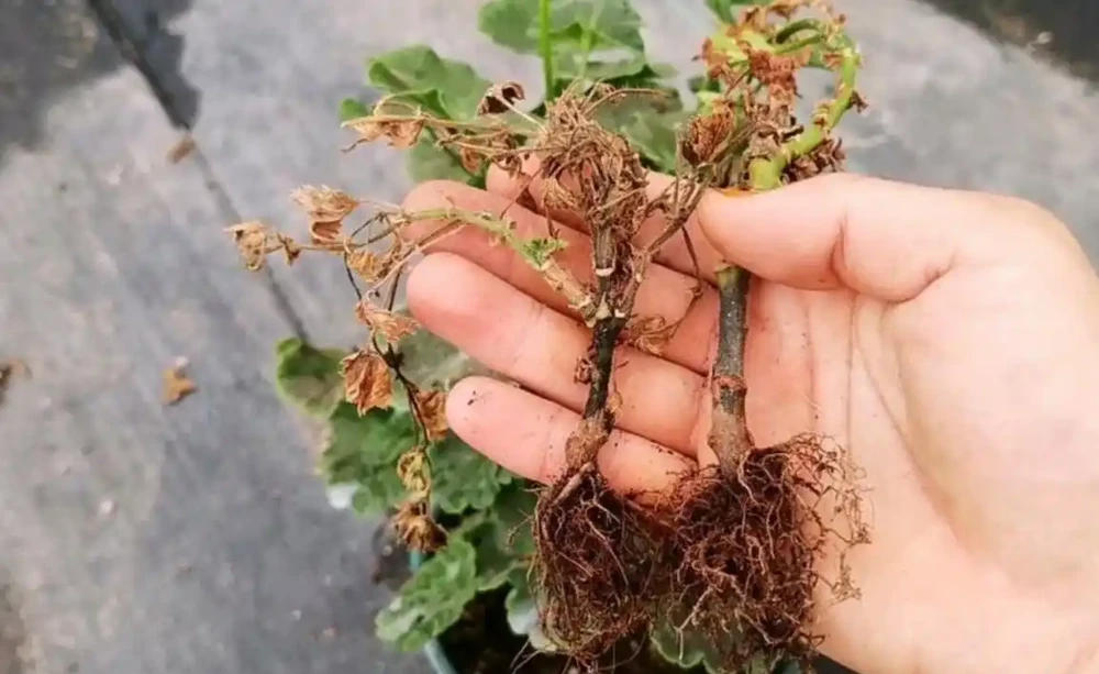 炎熱的夏天,90%的花友把花養死,都是因為這3件事沒有做好