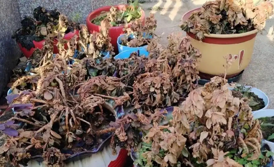 炎熱的夏天,90%的花友把花養死,都是因為這3件事沒有做好