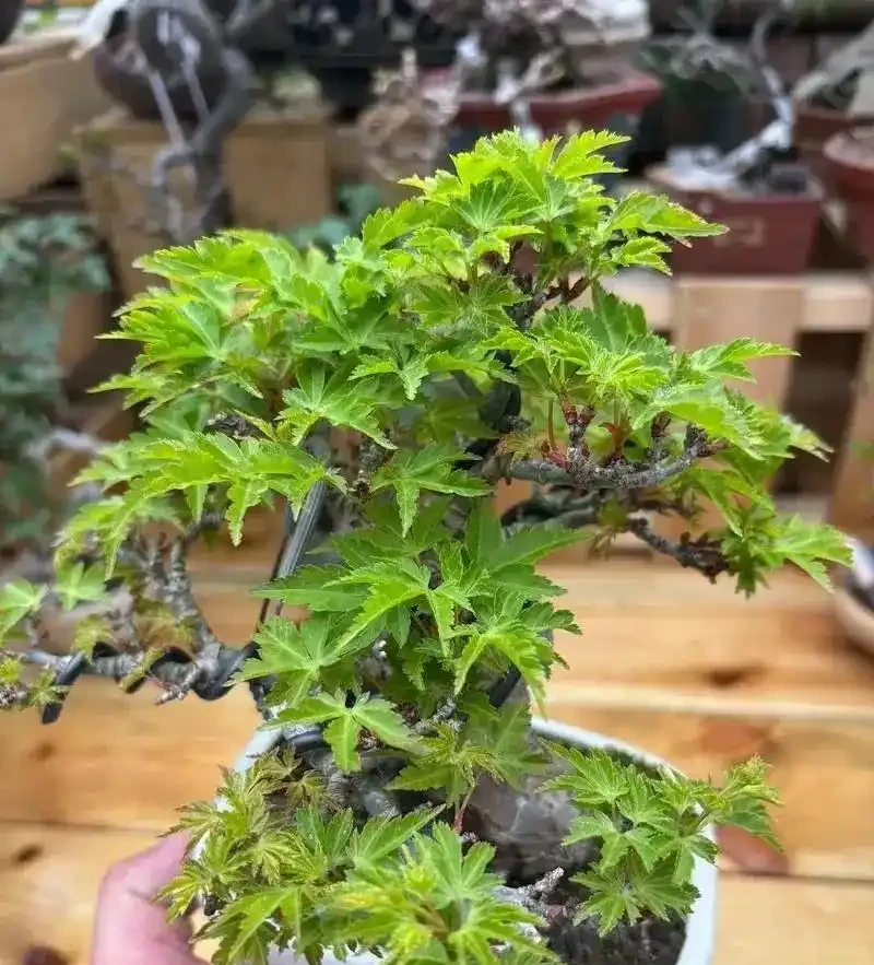 一到三伏天盆景就「烤焦」?90%玩家都踩錯這4個坑!