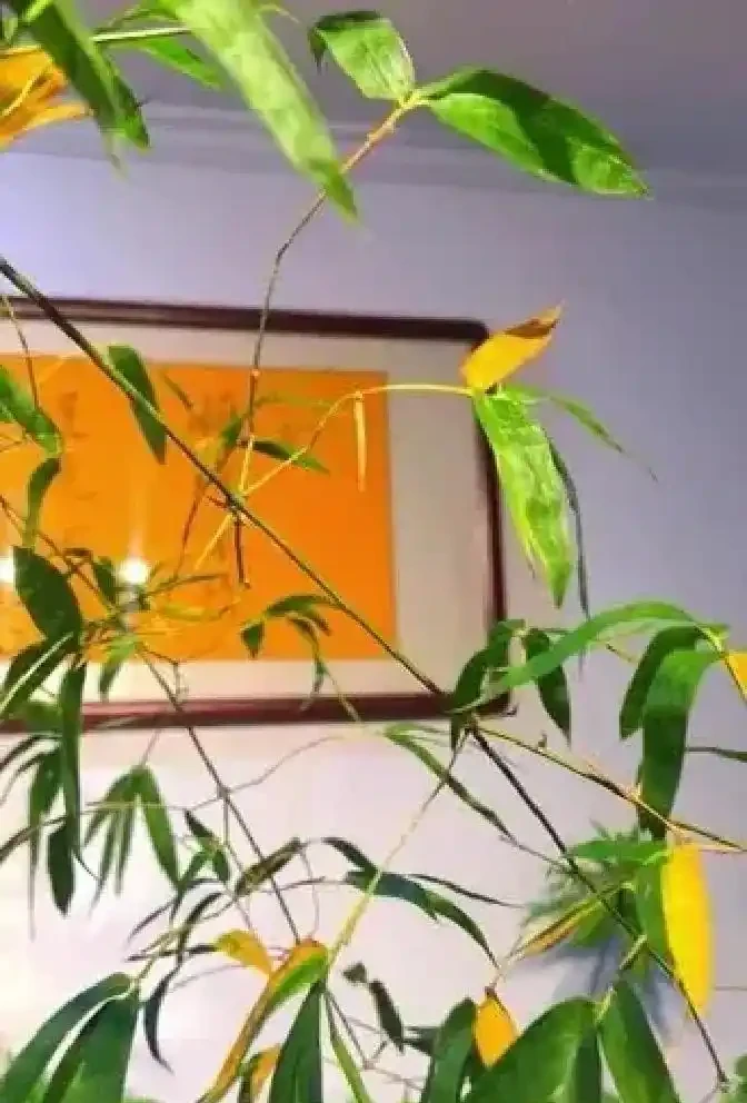 一到三伏天盆景就「烤焦」?90%玩家都踩錯這4個坑!