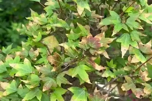 一到三伏天盆景就「烤焦」？90%玩家都踩錯這4個坑！