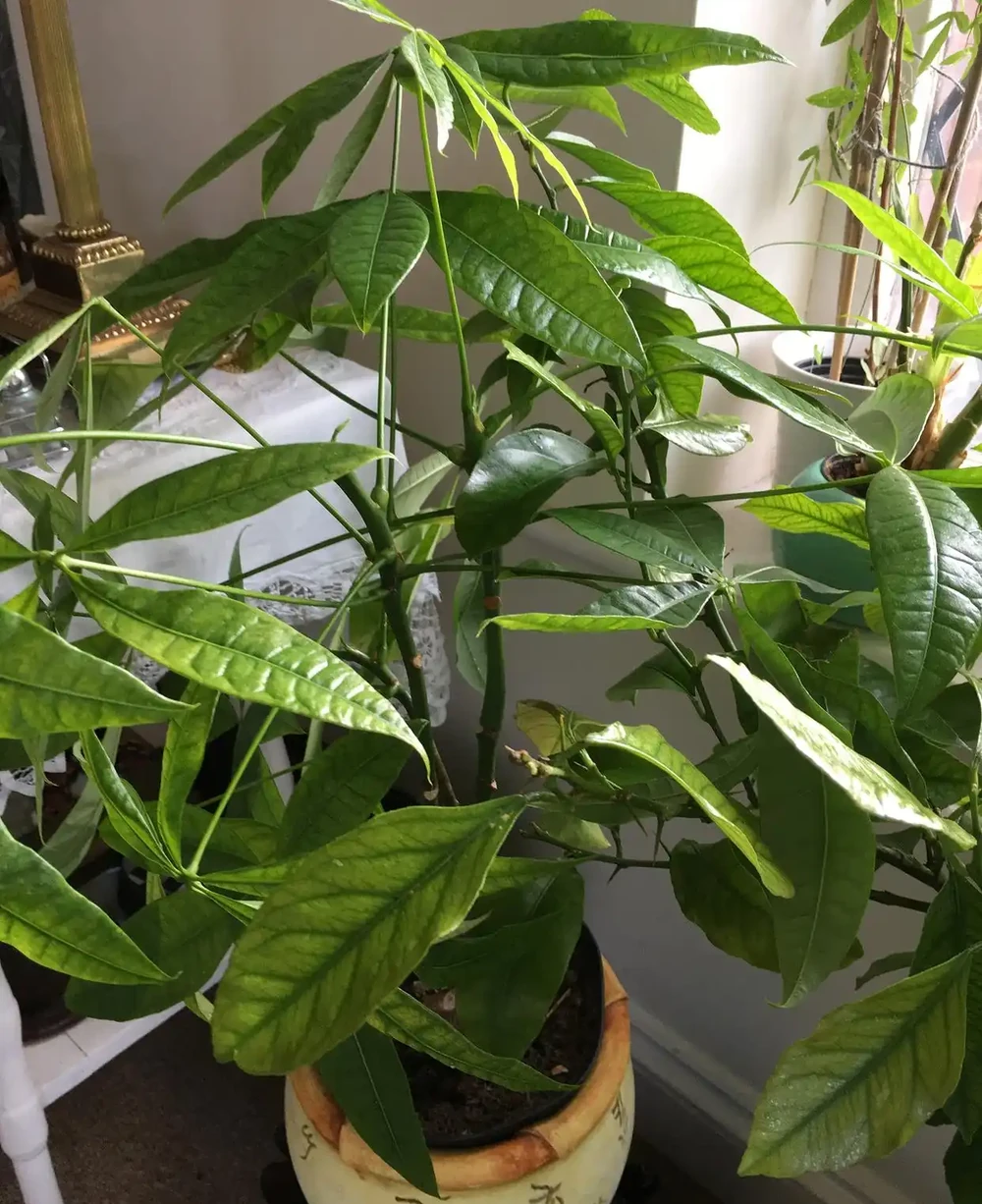 快死的發財樹別扔,1分鐘急救法救活它