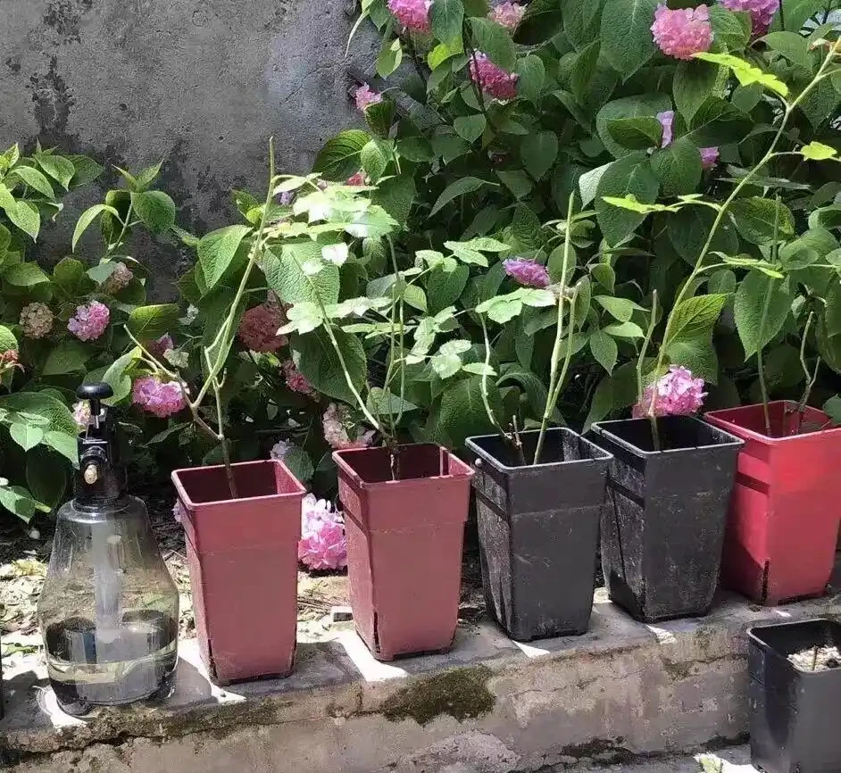 「耐高溫」的花？別被忽悠了，任何花卉都扛不住高溫，一曬就蔫