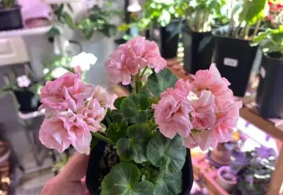 「耐高溫」的花？別被忽悠了，任何花卉都扛不住高溫，一曬就蔫