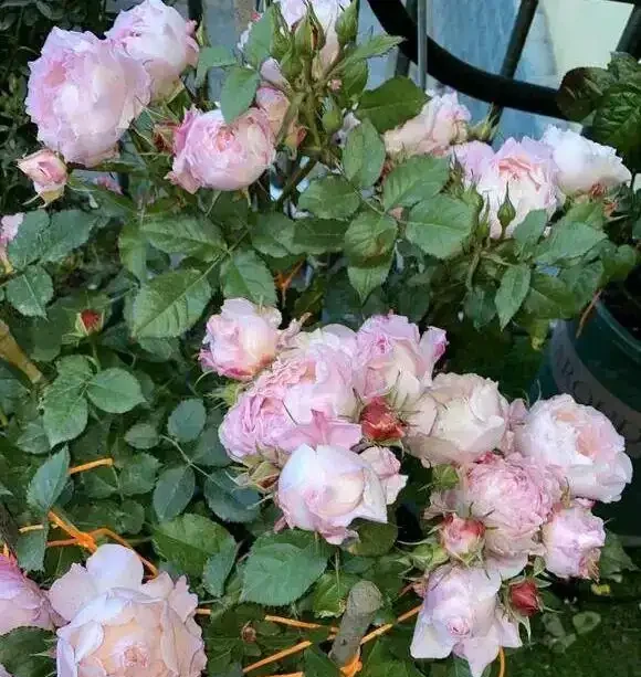 「耐高溫」的花？別被忽悠了，任何花卉都扛不住高溫，一曬就蔫