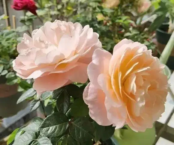 「耐高溫」的花？別被忽悠了，任何花卉都扛不住高溫，一曬就蔫