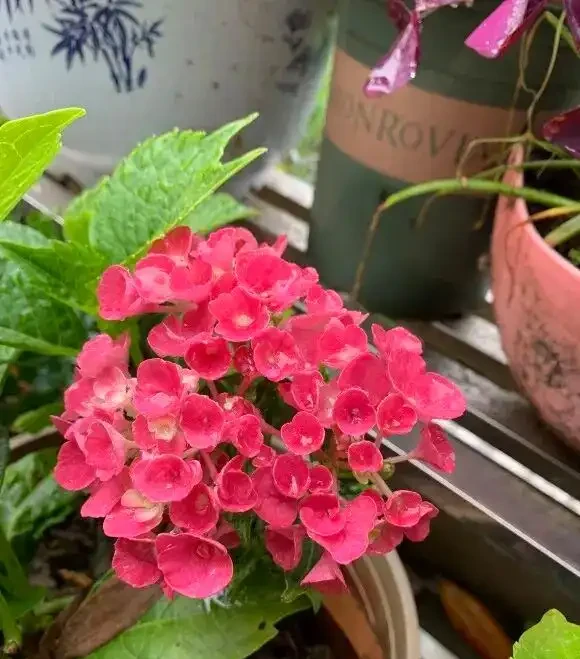 「耐高溫」的花？別被忽悠了，任何花卉都扛不住高溫，一曬就蔫