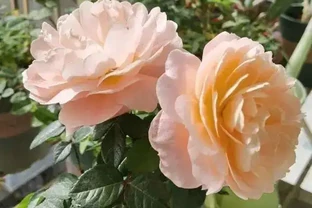 「耐高溫」的花？別被忽悠了，任何花卉都扛不住高溫，一曬就蔫