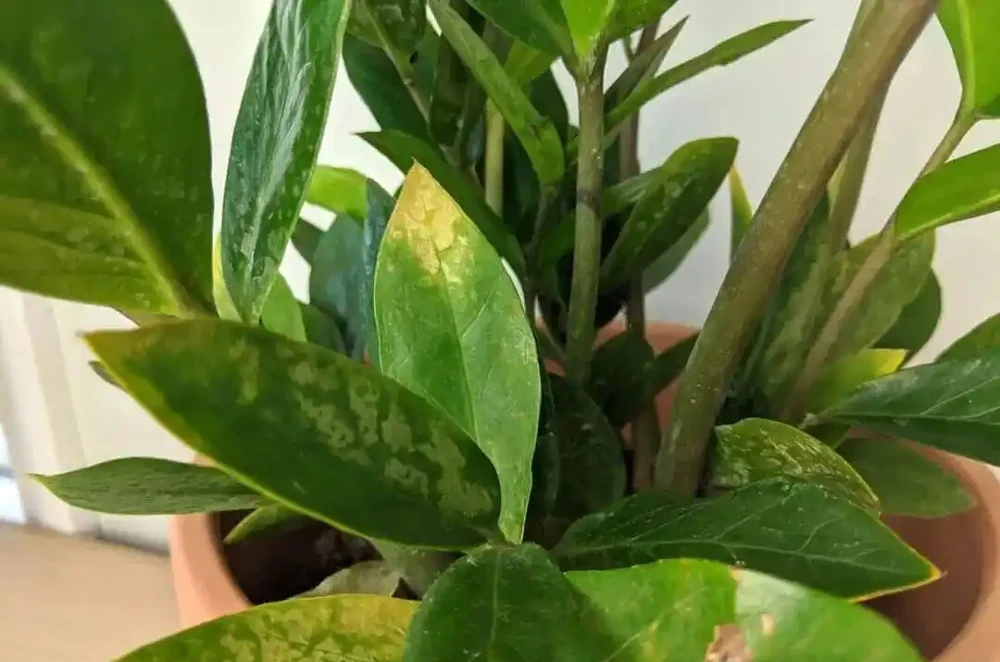 一次性瞭解盆栽雪鐵芋為啥容易黃葉腐根，如何養壯養旺？