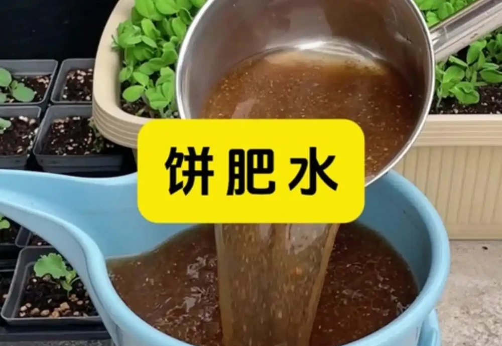 夏天養黃金葛葉子發黃，兩種廢水輪流澆，葉子綠油油枝條几米長
