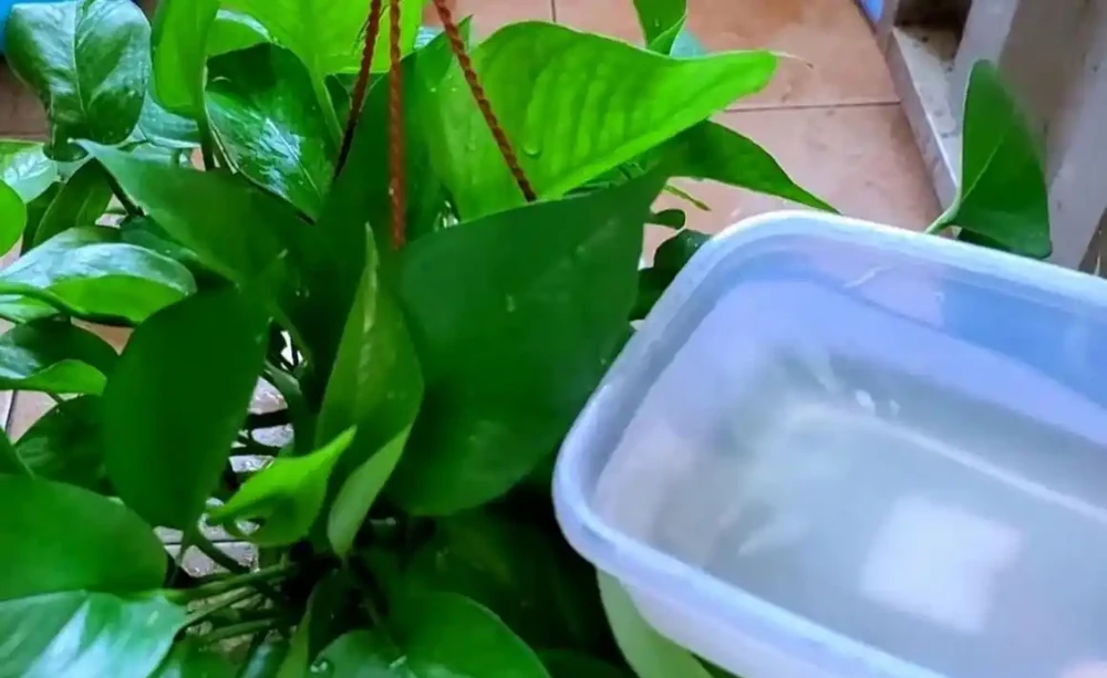 夏天養黃金葛葉子發黃，兩種廢水輪流澆，葉子綠油油枝條几米長