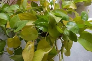 夏天養黃金葛葉子發黃，兩種廢水輪流澆，葉子綠油油枝條几米長