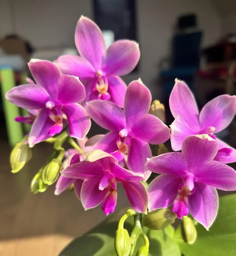「家裡種4花,不富也會發」,這4種好運花養在家,日子越過越順