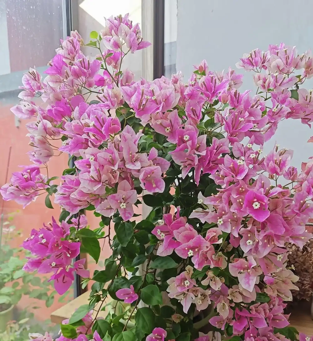 「家裡種4花,不富也會發」,這4種好運花養在家,日子越過越順