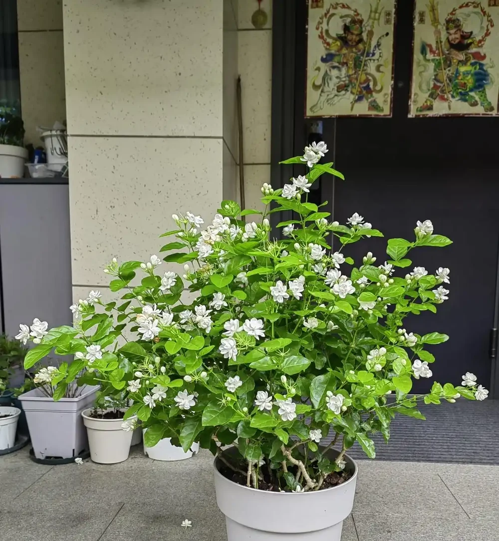 「家裡種4花,不富也會發」,這4種好運花養在家,日子越過越順