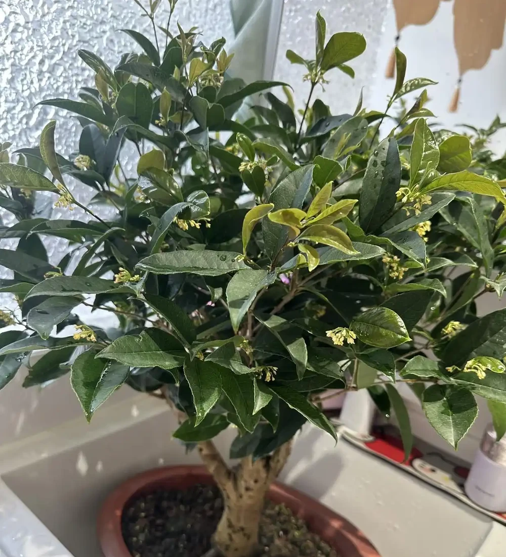 「家裡種4花,不富也會發」,這4種好運花養在家,日子越過越順