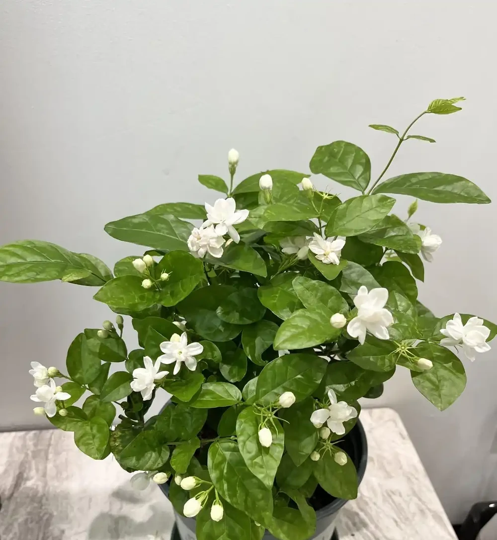「家裡種4花,不富也會發」,這4種好運花養在家,日子越過越順