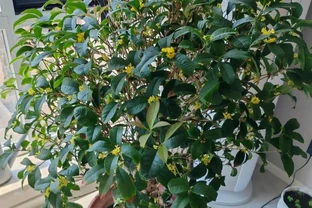 「家裡種4花，不富也會發」，這4種好運花養在家，日子越過越順
