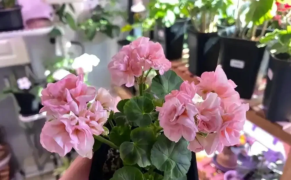 「耐高溫」的花真靠譜嗎？一曬就蔫？教你別被忽悠