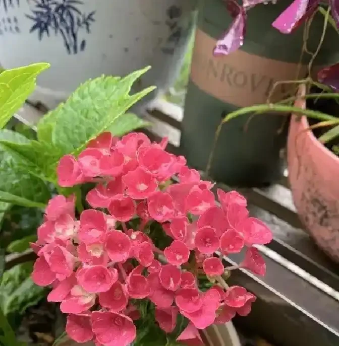「耐高溫」的花真靠譜嗎？一曬就蔫？教你別被忽悠